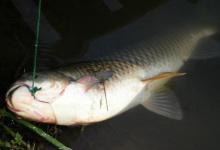 苇芯钓草鱼技巧详解