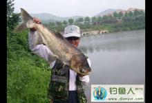 手竿底钓鳙鱼(花鲢、胖头鱼)的技巧分析