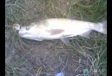 手竿爆炸钩狂钓大鲢鳙鱼（附饵料配方）