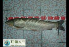 深秋燕山水库用远投竿擒获大草鱼分享