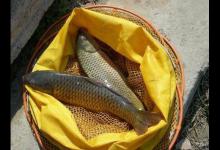 如何钓鲤鱼的一些技巧分享