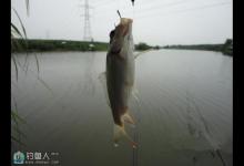 如何有效的摆脱小杂鱼闹窝