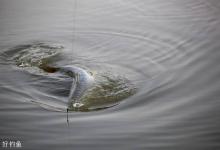 鱼窝怎么找？5条途径教会你