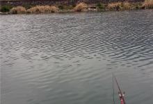 樟村长潭抛竿打窝钓鲫鱼[走调也好听]