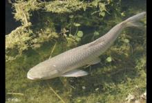 跑鱼的原因及溜鱼与抄鱼的要点