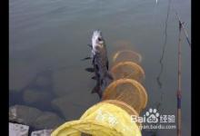 如何钓鱼系列之如何垂钓青鱼（习性钓法）