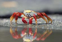 防止螃蟹闹窝和钓螃蟹的技巧