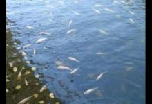 小鱼闹窝必杀技，你知道吗？