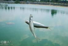 杂鱼干扰的共性总结与应对方法