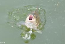 打窝时怎么判断有无鱼进窝？