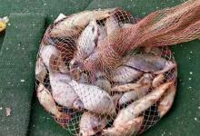 黑坑前期面对大量生口鱼，如何在鱼竿丛中次次中鱼