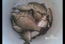 怎样钓瓜子鲫的一些技巧分享