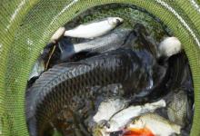 垂钓滑口鱼，不要只从表面做文章，要从这5方面入手