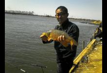 如何掌握鲤鱼习性的技巧大全