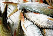 怎样钓鲮鱼的一些钓法技巧介绍