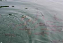 鲫鱼草鱼鲤鱼鲶鱼的找鱼道技巧