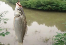 钓鱼20年经验老手告诉你 这样打窝方便又快捷