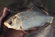 浅谈竞技钓鲫鱼小技巧详解