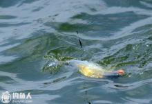 常见的鱼咬钩漂相判断方法及应对技巧