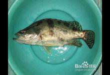 怎样用手竿钓鳜鱼的一些技巧分享