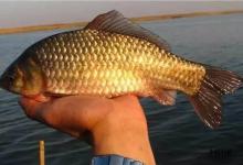 野钓切线，基本上就是这几个原因