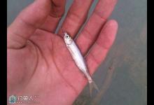 冬季小鱼闹钩的应对战略