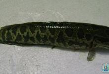 去仙人岛钓黑鱼的一些经验介绍和分享