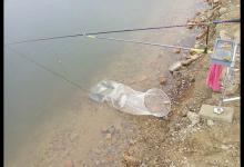 分享黑坑钓鱼心得，提升上岸率