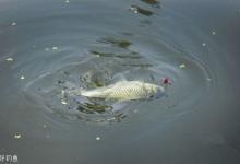 鱼不积极吃饵的应对方法