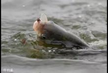 学会这些遛鱼技巧，再也不怕跑鱼啦！