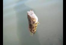 浮漂不下沉漂就打斜了，是截口还是小鱼闹窝，怎样解决