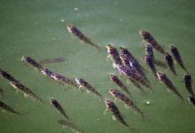 让你避开小鱼闹窝的五个技巧