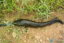 钓黑鱼的技巧和方法（窝点、钓具、钓饵、装钩施钓）