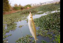 漫谈野钓对付小鱼闹窝的六个密招