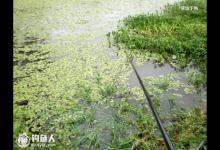 夏钓鲫鱼实战，钓位选择的至关重要