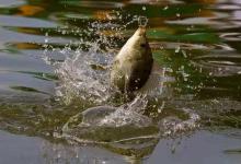 野钓小鱼闹窝怎么办？巧用饵料直击大鱼