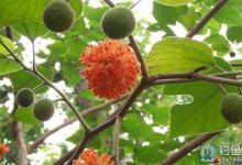 夏季野钓草鱼的具体操作步骤