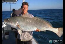 美国红鱼的生活习性和垂钓技巧详解