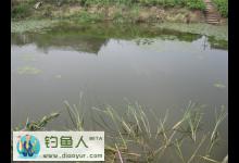 野河疯狂钓鲢鳙分享