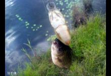 鱼不咬钩的多个因素和应对技巧