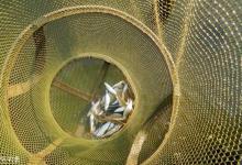 夏季野钓防止小鱼闹窝的几个小妙招