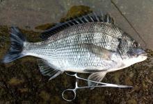 什么是黑鲷，黑鲷的钓法有哪些？