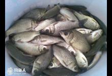 钓鲫鱼打窝的4个实用技巧