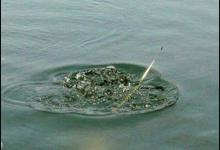 钓鲫鱼时不同的漂相有啥应对技巧？