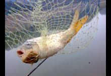 钓鲫鲤如何选得一个好钓点的技巧