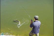 遛大鱼防切线的三个关键步骤法