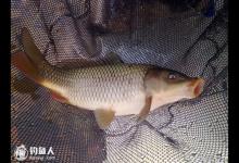 防小鱼闹窝野钓鲤鱼的10个方法