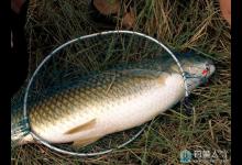 钓草鱼的施钓技艺与钓法技巧详细介绍