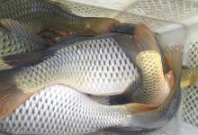 分享几个我黑坑偷驴的经验