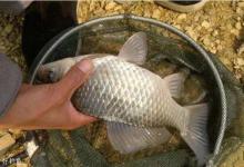 惊蛰到清明，鱼喜欢扎堆在这些地方